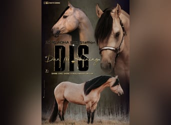 American Quarter Horse, Ogier, 6 lat