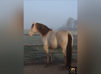 American Quarter Horse, Ogier, 7 lat, 150 cm, Szampańska