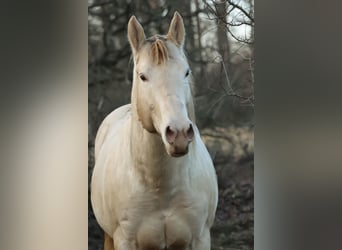 American Quarter Horse, Ogier, 7 lat, 152 cm, Szampańska