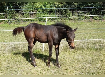 American Quarter Horse, Ogier, Źrebak (04/2024), 148 cm, Ciemnogniada