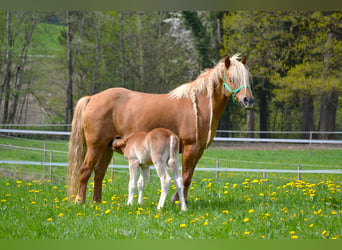 American Quarter Horse Mix, Ogier, Źrebak (04/2026), 148 cm