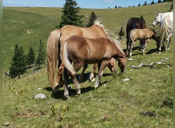 American Quarter Horse Mix, Ogier, Źrebak (04/2026), 148 cm