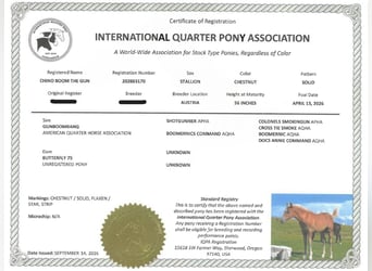 American Quarter Horse Mix, Ogier, Źrebak (04/2026), 148 cm