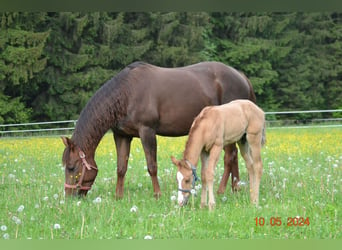 American Quarter Horse, Ogier, Źrebak (04/2024), 150 cm, Bułana