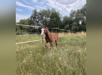 American Quarter Horse, Ogier, Źrebak (04/2026), 150 cm, Ciemnogniada