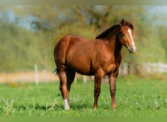 American Quarter Horse, Ogier, Źrebak (01/2026), 150 cm, Ciemnokasztanowata