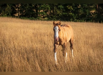 American Quarter Horse, Ogier, Źrebak (04/2026), 150 cm, Dunalino