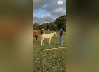 American Quarter Horse, Ogier, Źrebak (06/2026), 150 cm, Dunalino