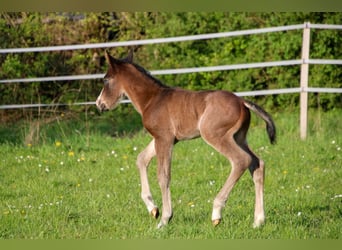 American Quarter Horse, Ogier, Źrebak (04/2026), 150 cm, Gniada
