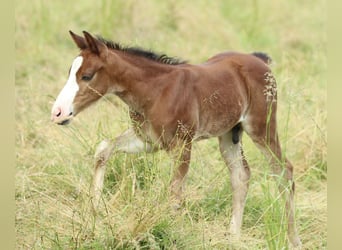 American Quarter Horse, Ogier, , 150 cm, Gniada