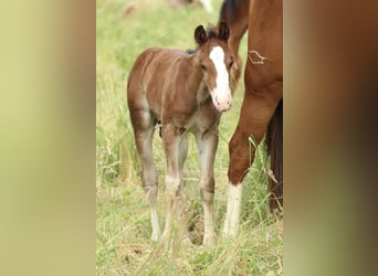 American Quarter Horse, Ogier, , 150 cm, Gniada