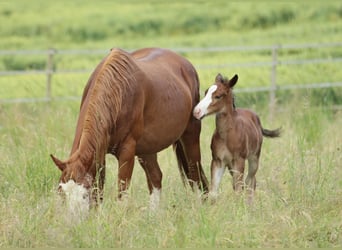 American Quarter Horse, Ogier, , 150 cm, Gniada