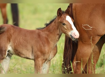 American Quarter Horse, Ogier, , 150 cm, Gniada