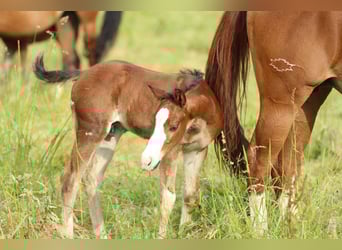 American Quarter Horse, Ogier, , 150 cm, Gniada