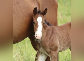 American Quarter Horse, Ogier, , 150 cm, Gniada