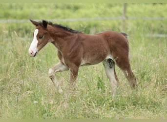 American Quarter Horse, Ogier, , 150 cm, Gniada