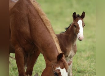 American Quarter Horse, Ogier, , 150 cm, Gniada