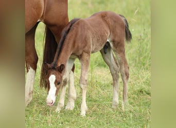American Quarter Horse, Ogier, , 150 cm, Gniada