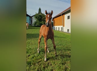 American Quarter Horse, Ogier, Źrebak (05/2025), 150 cm, Gniada