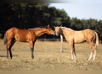 American Quarter Horse, Ogier, Źrebak (05/2026), 150 cm, Gniada