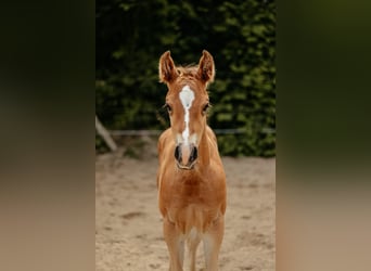American Quarter Horse, Ogier, Źrebak (04/2026), 150 cm, Gniada