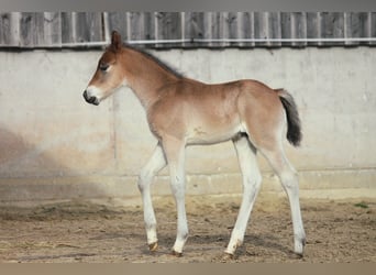 American Quarter Horse, Ogier, Źrebak (02/2024), 150 cm, Gniada