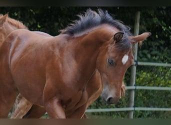 American Quarter Horse, Ogier, Źrebak (02/2024), 150 cm, Gniada