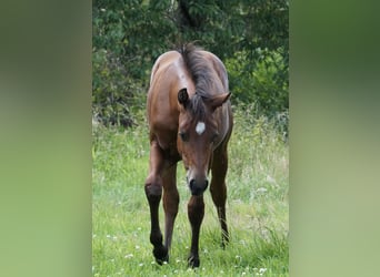 American Quarter Horse, Ogier, Źrebak (02/2024), 150 cm, Gniada