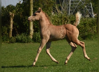 American Quarter Horse, Ogier, Źrebak (04/2024), 150 cm, Izabelowata