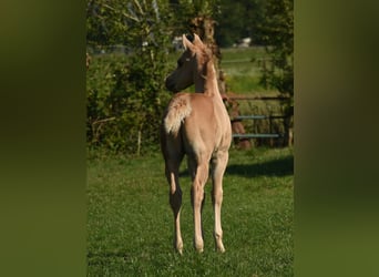 American Quarter Horse, Ogier, Źrebak (04/2024), 150 cm, Izabelowata