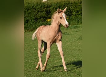 American Quarter Horse, Ogier, Źrebak (04/2024), 150 cm, Izabelowata