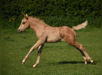 American Quarter Horse, Ogier, Źrebak (04/2024), 150 cm, Izabelowata