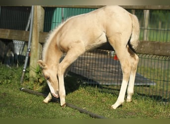 American Quarter Horse, Ogier, Źrebak (04/2024), 150 cm, Izabelowata