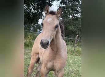 American Quarter Horse, Ogier, Źrebak (04/2026), 150 cm, Jelenia