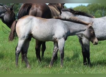American Quarter Horse, Ogier, Źrebak (05/2023), 150 cm, Karodereszowata