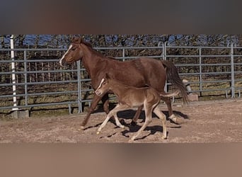 American Quarter Horse, Ogier, Źrebak (03/2023), 150 cm, Kasztanowata