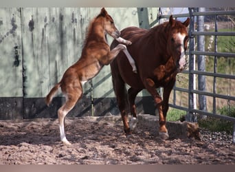 American Quarter Horse, Ogier, Źrebak (03/2023), 150 cm, Kasztanowata
