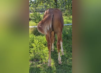 American Quarter Horse, Ogier, Źrebak (03/2023), 150 cm, Kasztanowata