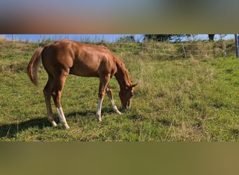American Quarter Horse, Ogier, Źrebak (03/2023), 150 cm, Kasztanowata