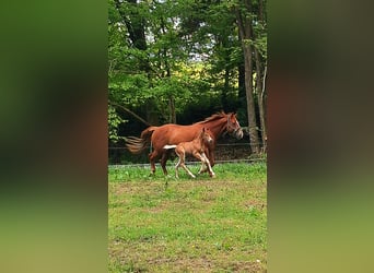 American Quarter Horse, Ogier, , 150 cm, Kasztanowata