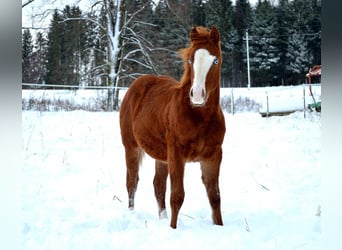 American Quarter Horse, Ogier, Źrebak (04/2023), 150 cm, Kasztanowata