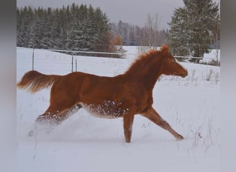 American Quarter Horse, Ogier, Źrebak (04/2023), 150 cm, Kasztanowata