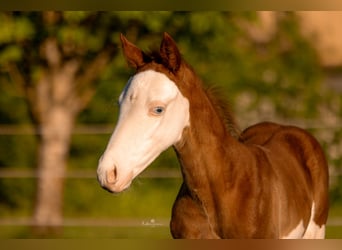 American Quarter Horse, Ogier, Źrebak (06/2026), 150 cm, Overo wszelkich maści