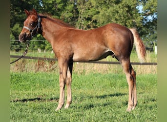 American Quarter Horse, Ogier, Źrebak (06/2026), 151 cm, Ciemnokasztanowata