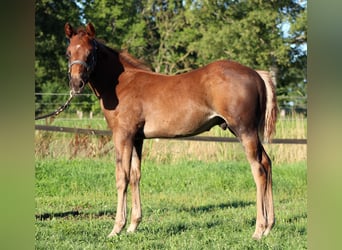 American Quarter Horse, Ogier, Źrebak (06/2026), 151 cm, Ciemnokasztanowata