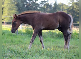 American Quarter Horse, Ogier, Źrebak (06/2026), 151 cm, Ciemnokasztanowata