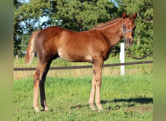 American Quarter Horse, Ogier, Źrebak (06/2026), 151 cm, Ciemnokasztanowata