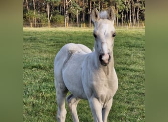 American Quarter Horse, Ogier, Źrebak (09/2024), 151 cm, Jelenia