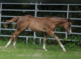 American Quarter Horse, Ogier, Źrebak (04/2024), 152 cm, Ciemnokasztanowata