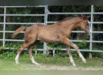 American Quarter Horse, Ogier, Źrebak (04/2024), 152 cm, Ciemnokasztanowata